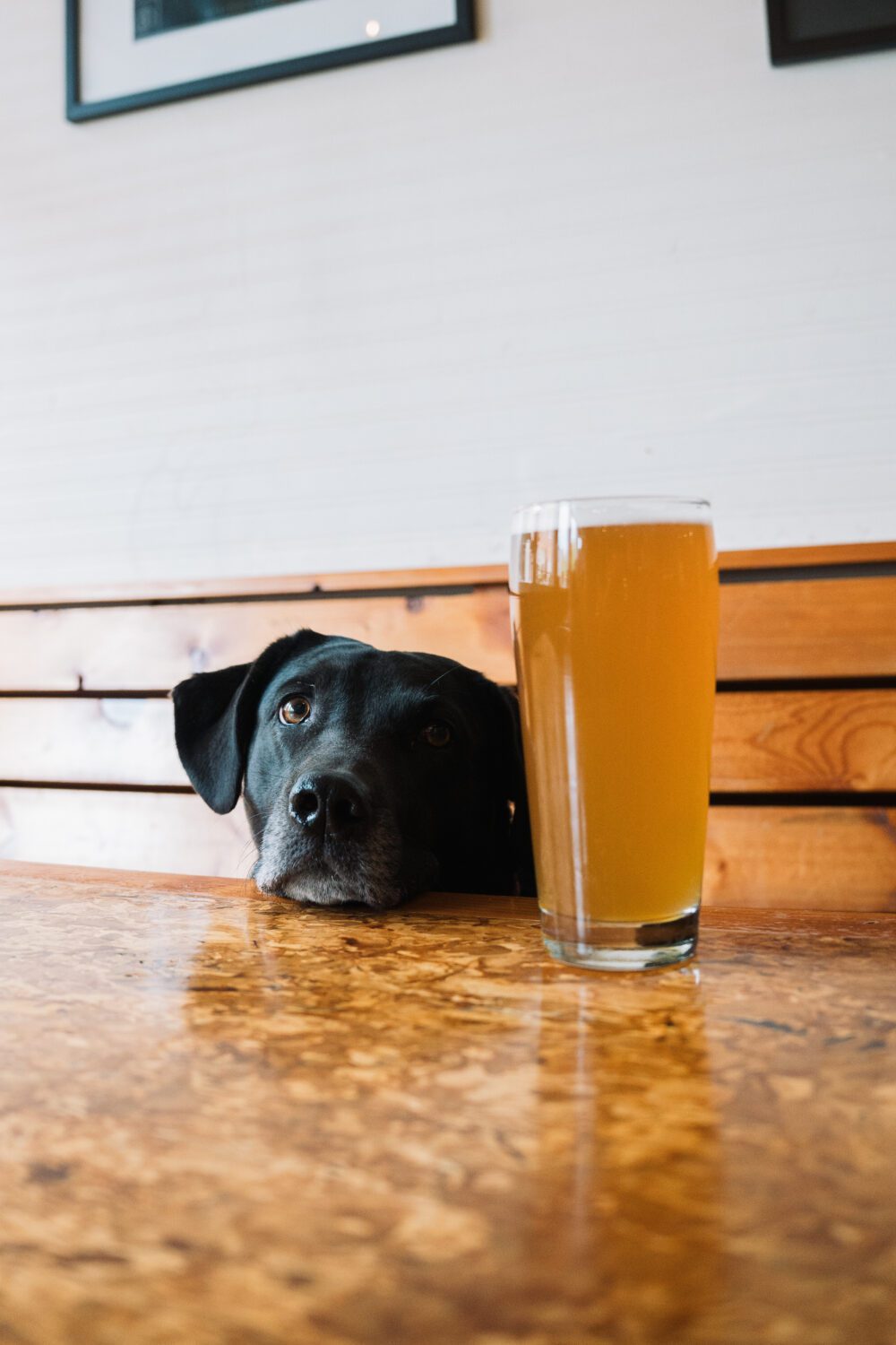 A black dog rests its head on a table beside a pint of beer inside a downtown Kamloops brewery.
